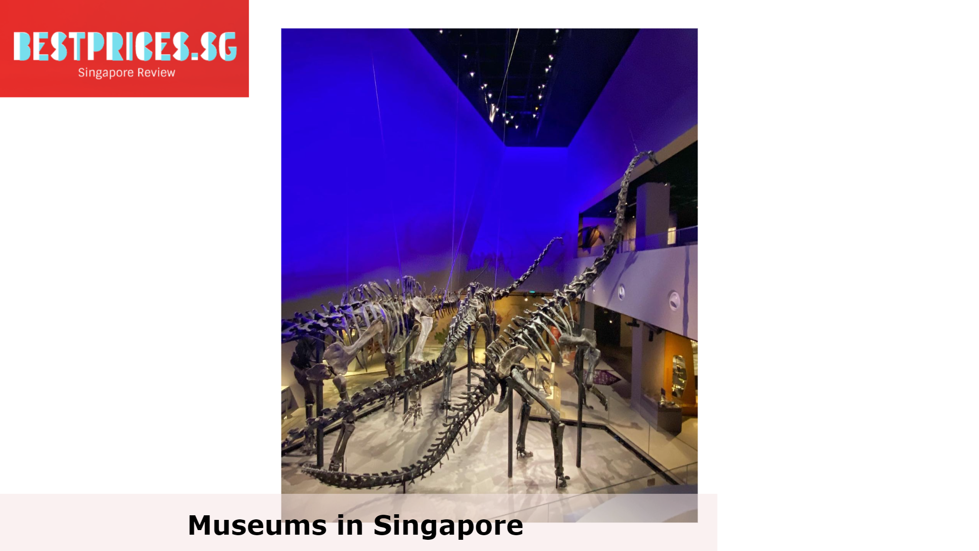 Lee Kong Chian Natural History Museum - Museums in Singapore, Singapore Museums, museums in singapore, best museums to visit in Singapore, best museums art galleries in Singapore to explore, Which museums are free in Singapore?, Are there any museums in Singapore?, How much is a ticket to National Museum of Singapore?, Whats on in National Museum Singapore?, Which experiences are best for museums in Singapore?, What are the best places for museums in Singapore?, singapore art museum, parkview museum, art science museum singapore, museum exhibitions singapore, museums singapore free, museums singapore opening hours, 