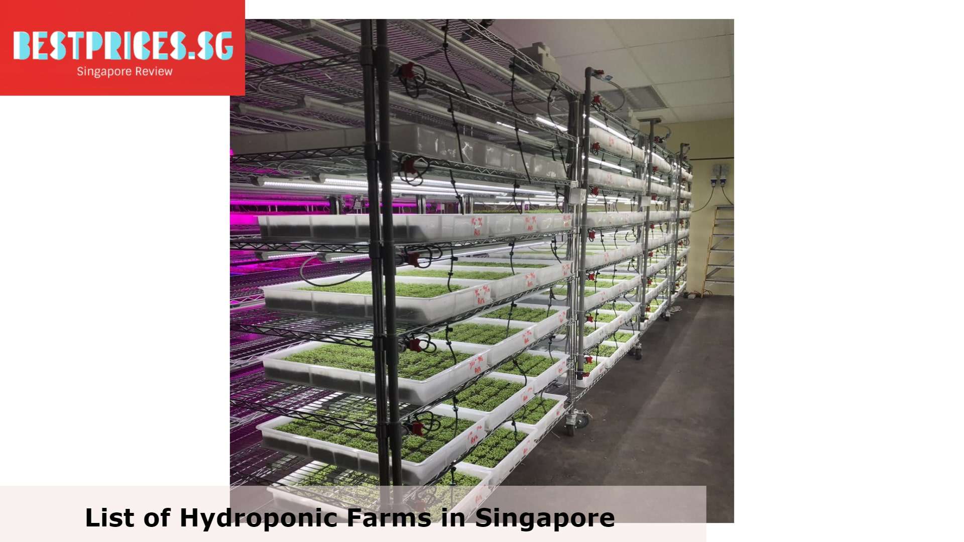 Smart Agro - Hydroponic Farm Singapore, Hydroponics Singapore hdb, Hydroponics system Singapore, Hydroponics Singapore farm, Hydroponics Singapore home, Hydroponics Equipment Suppliers Singapore, What can you grow in hydroponics Singapore?, How much does it cost for a hydroponic setup?, Is a hydroponic system worth it?, Hydroponics Kits, Hydroponics Indoors, Vertical Hydroponic System, best indoor garden Singapore, Which indoor plants are suitable for hydroponics?, 
