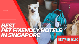 Pet Friendly Hotel Singapore, Which hotel in Sentosa is pet friendly?, Are dogs allowed as pets in Singapore?, Is W hotel Singapore pet friendly?, Can I leave my dog in a hotel room?, pet-friendly hotel singapore sentosa, pet-friendly hotel singapore staycation, cat friendly hotel singapore, pet-friendly hotel singapore wedding, pawcation singapore, pet-friendly staycation, pet-friendly chalet singapore, How pet friendly is Singapore?, pet staycation singapore,
