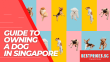 Guide to Dog Price Singapore 2023 – How Much to Own a Dog